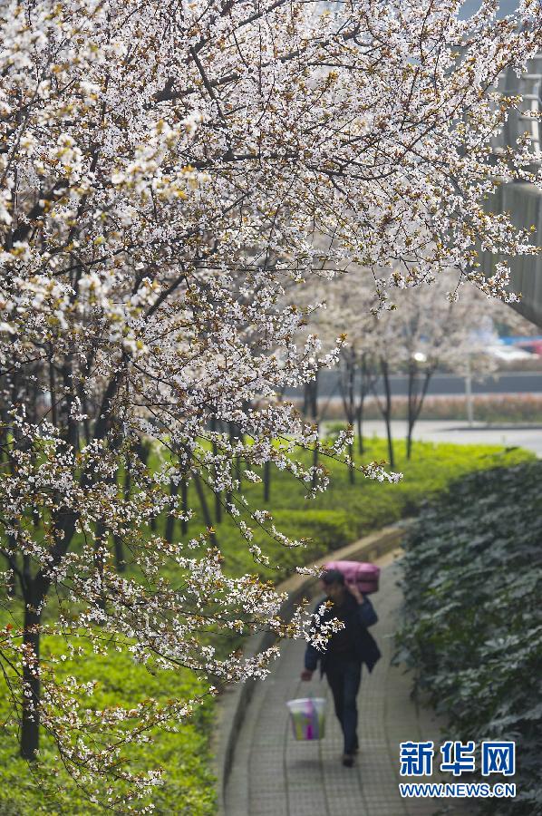 “花开意盎然，雀鸟上枝头”：听！春天的脚步声