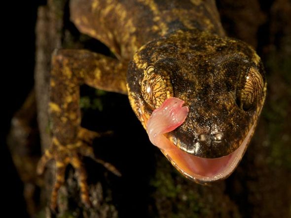 印度尼西亚发现新种壁虎脚趾弯曲眼睛能反射红光