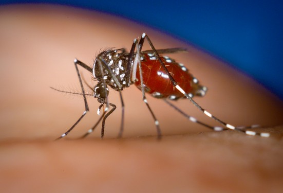 消夏趣谈：如何和蚊子完美地死磕到底