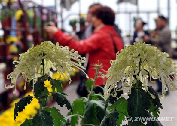 金秋赏菊