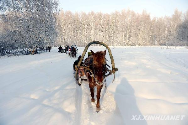 新疆冬季旅游的特殊交通工具--马拉爬犁