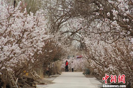 新疆兵团团场杏花绽放 成春季旅游胜地（组图）