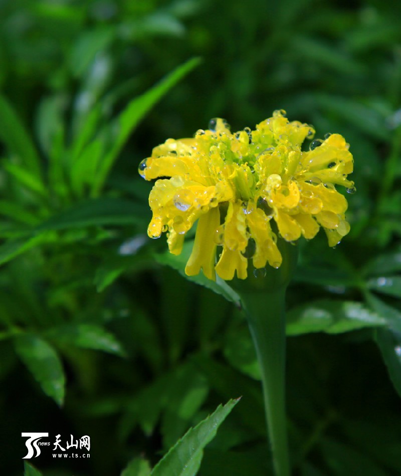 一八三团设施育苗基地百花争艳