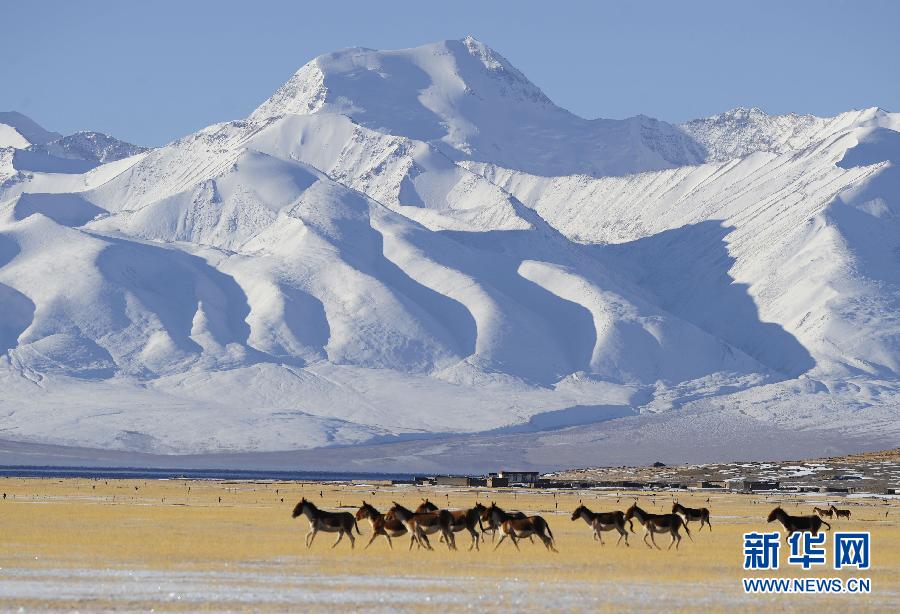 西藏阿里：野生动物的“天堂”