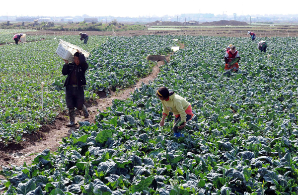 特色蔬菜种植助农民增收