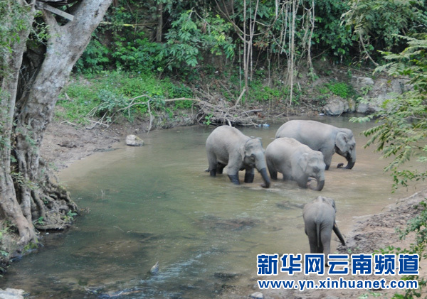 野生亚洲象“家族”连续8年春节现身西双版纳野象谷