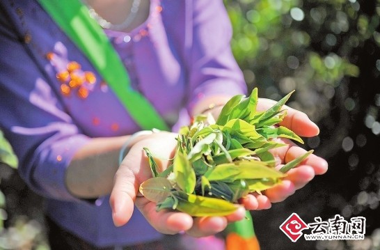 普洱春茶上市古树茶大涨 个别品种涨幅达100%