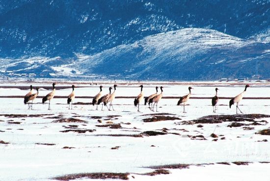 冬天来看鹤舞高原 云南有8大黑颈鹤观赏地