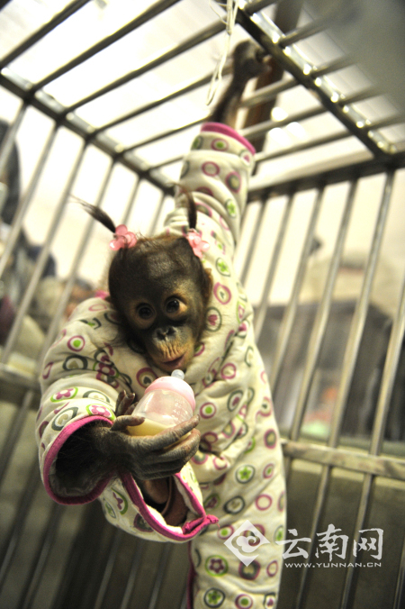 猩猩喝奶测智力 云南野生动物园开展小动物“体检总动员”