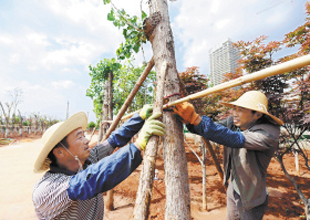 记者探访昆明“植物医院” 受冻树木需约3至5年“疗养”