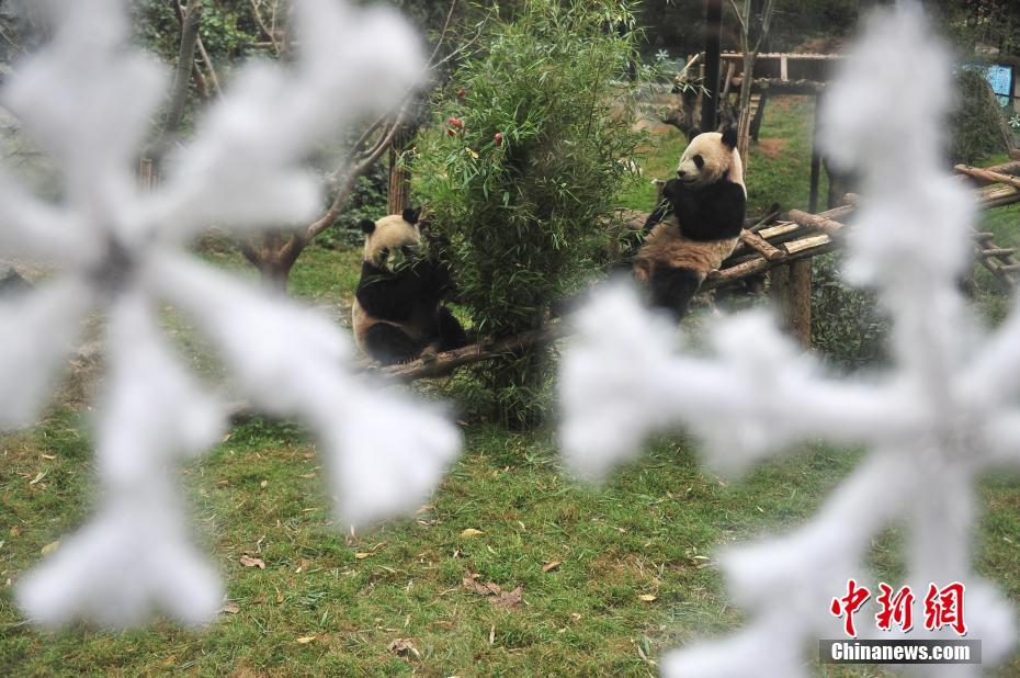 云南动物园大熊猫提前享用“圣诞大餐”