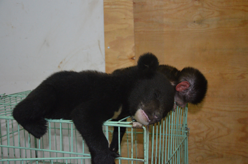 云南野生动物园首次繁殖黑熊 熊妈却弃儿而去