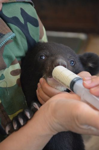 云南野生动物园首次繁殖黑熊 熊妈却弃儿而去