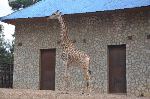 全国首次引进最大规模长颈鹿群 月底将落脚云南野生动物园