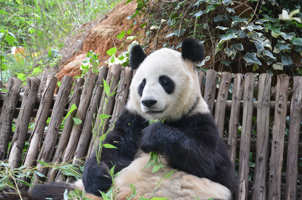 汶川地震后寄养云南的大熊猫美茜即将回川