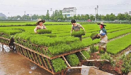 浙中浙北抢收抢种