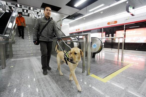 杭州导盲犬首次带领主人乘地铁