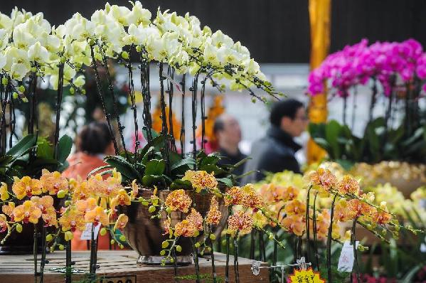 杭州“鲜花超市”万盆鲜花迎新春