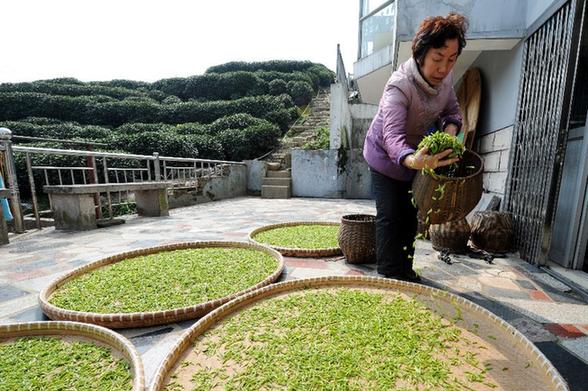 西湖龙井新茶开始少量采摘