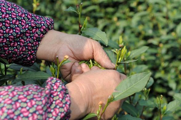 西湖龙井新茶开始少量采摘