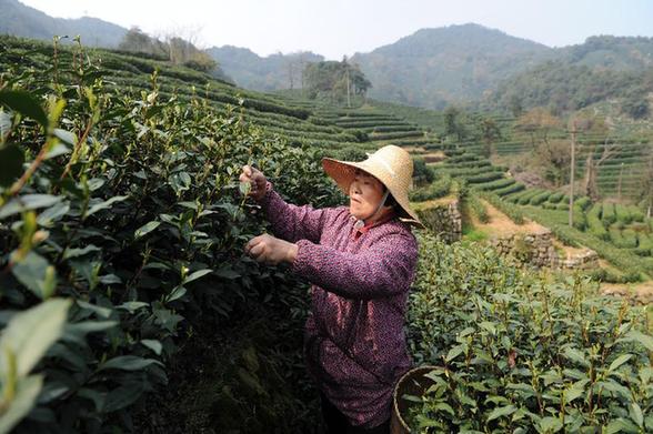 西湖龙井新茶开始少量采摘