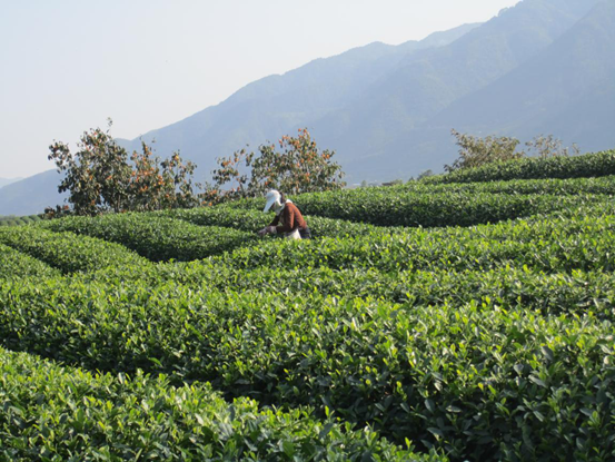 古韵茶香唯此松阳