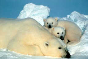 Long summers force polar bears to hunt on thin ice