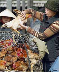 Vietnam reports 2 more bird flu suspects