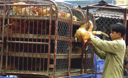 Trinh Duc Ha removes a chicken from a truck to sell at Hanoi's largest poultry market, Vietnam, on Wednesday, Jan. 19, 2005. Five people have died in Vietnam from bird flu in the past three weeks and health officials warn more infections could occur as the country's Lunar New Year, or Tet, approaches Feb. 9, 2005. [AP]