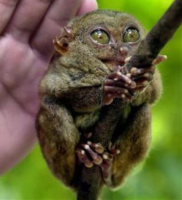 A Philippine 
Tarsier measuring 
4-5 inches sits on a branch inside a captive breeding center in Loboc town on Bohol island, central Philippines on Friday March 11, 2005. The endangered animal, who feeds on tiny insects is believed to be the world's smallest primate. [AP]
