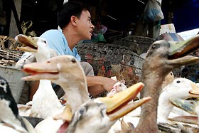 A Vietnamese poultry seller displays ducks for sale at a wholesale poultry market in Hanoi, Vietnam, August 9, 2005. 