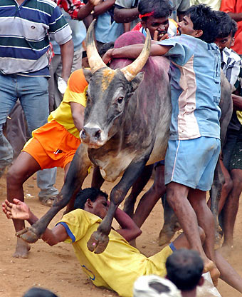 An Indian villager hangs on to the horns of a running bull during a bull-taming festival in the village of Palamedu, 500 km (310 miles) southwest of the south Indian city of Chennai, January 15, 2006. The annual bull-taming festival is celebrated as part of south India's harvest festival of Pongal. Participants are required to catch a bull and run with it for about 50 metres. [Reuters]