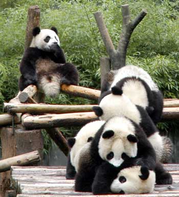 Giant pandas may be sent to Taiwan June next year