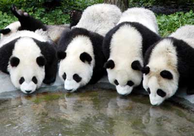 Giant pandas may be sent to Taiwan June next year