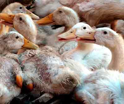 Asia facing real risk of bird flu pandemic - experts