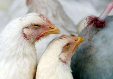 Bird flu attacks two more Vietnamese localities