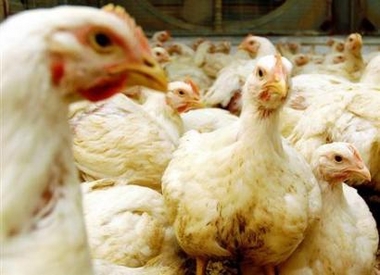 Turkey reports two human cases of bird flu