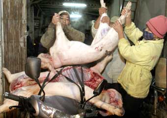 UN: No evidence of avian flu in pigs