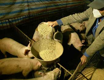 UN: No evidence of avian flu in pigs