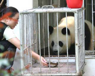 Pandas sent to summer resort in Fuzhou