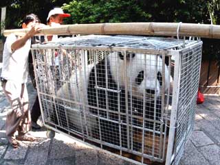 Pandas sent to summer resort in Fuzhou