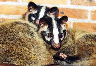 SARS came from S. China civet cats -- study