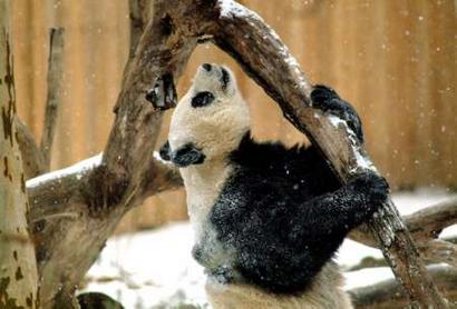 Giant panda skeleton found in ancient tomb