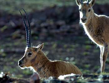 Tibetan antelope tipped as Olympic mascot