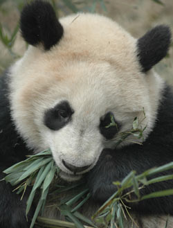 China's giant pandas get broadband