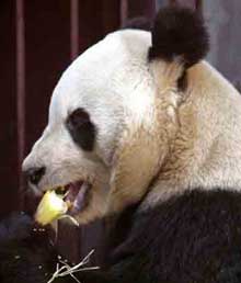 Mainland to select giant pandas for Taiwan