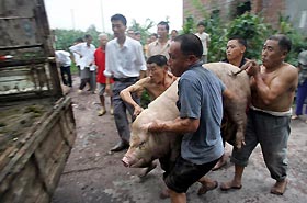 Officials sacked for deception on pig diseases