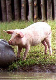 Four cases of pig-borne disease reported