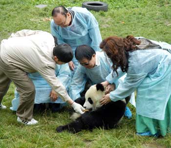 Taiwan experts in Sichuan for panda selection