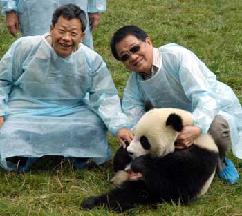 Taiwan experts in Sichuan for panda selection